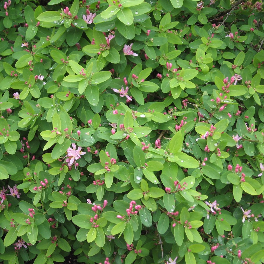 Жимолость Татарская rosea