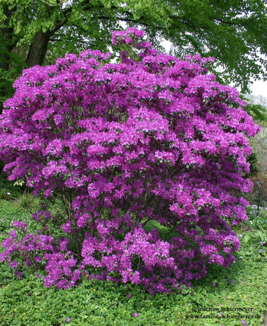 Рододендрон Даурский куст