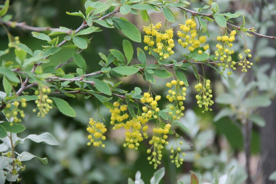 Барбарис канадский "Деклината"