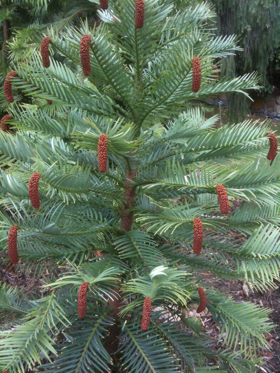 Wollemia Nobilis