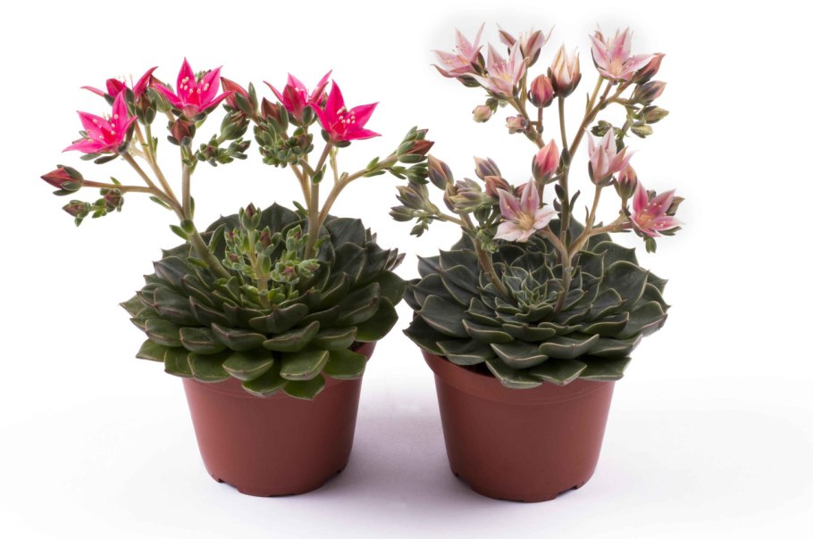 Бальзамин bicolor Dark Red