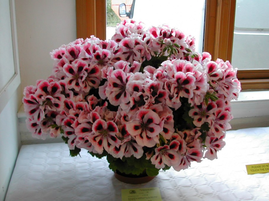 Замиокулькас замиелистный