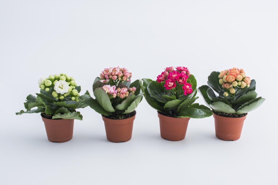 Эсхинантус кудрявый