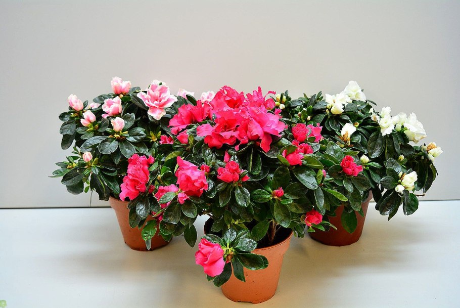 Клеродендрум госпожи Томпсон