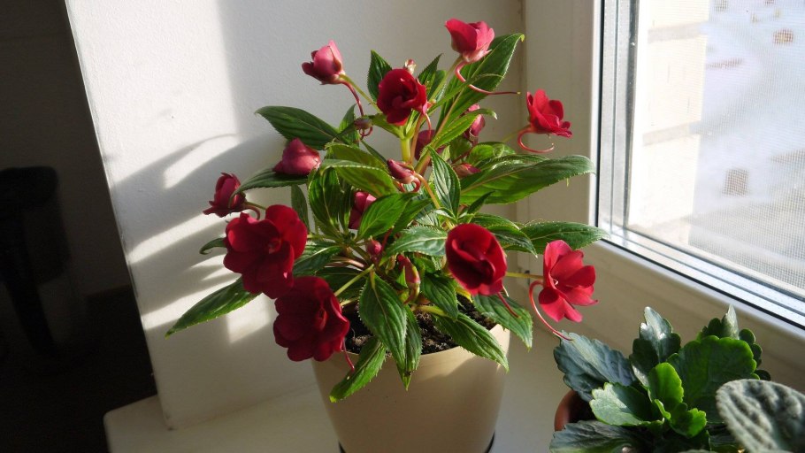 Нефролепис асплениум