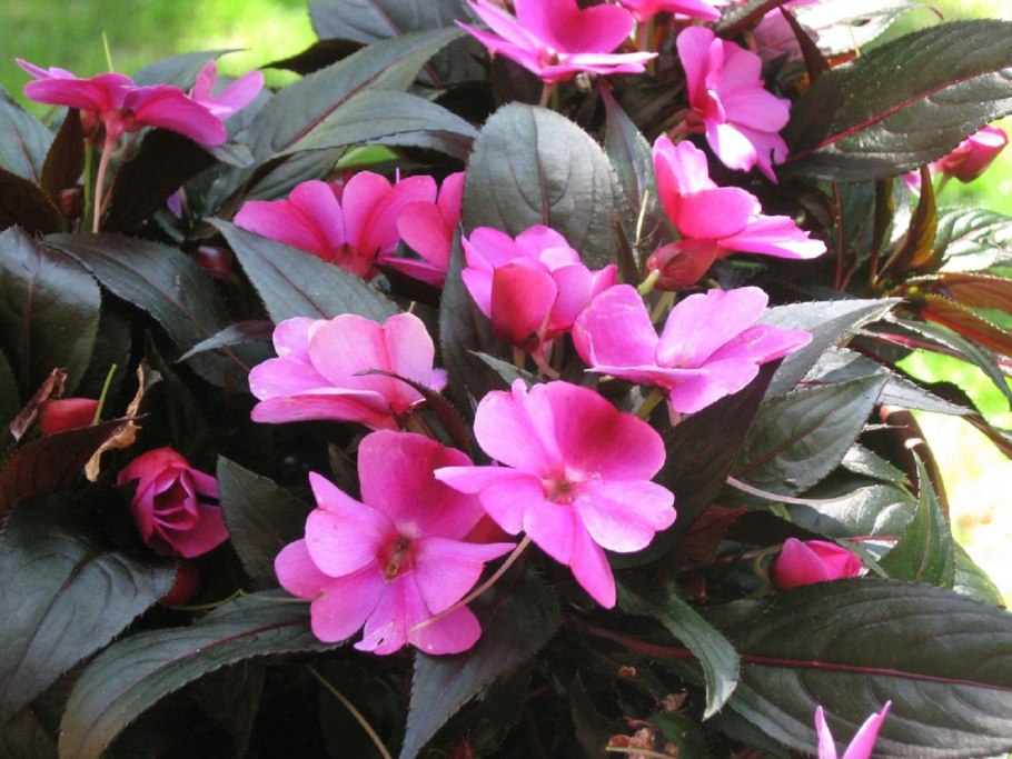 Диффенбахия. Олеандр. Азалия. Кротон