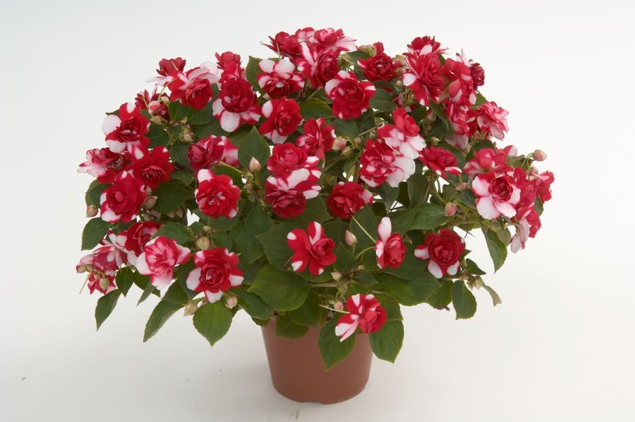 Неприхотливые комнатные цветы