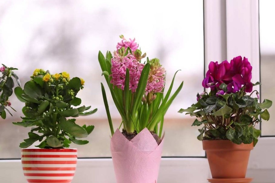 Сансевиерия щучий Ханни