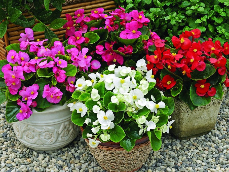 Замиокулькас цветок