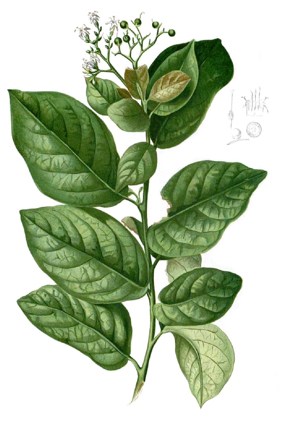 Эретия Диксона (Ehretia dicksonii).