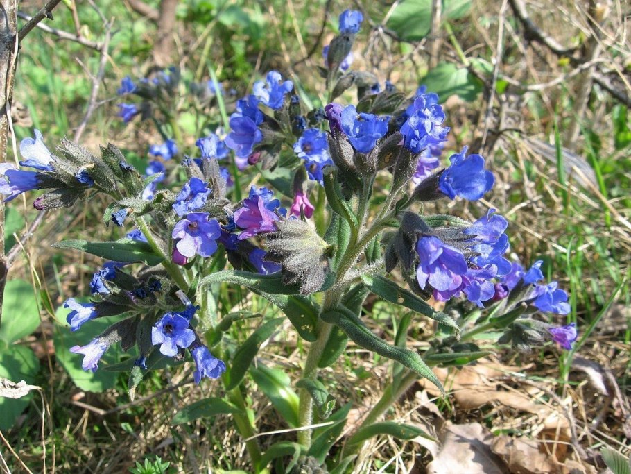 Медуница узколистная Pulmonaria angustifolia