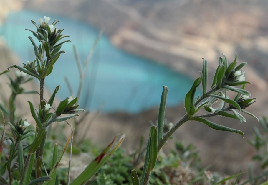 Boraginaceae в Крыму