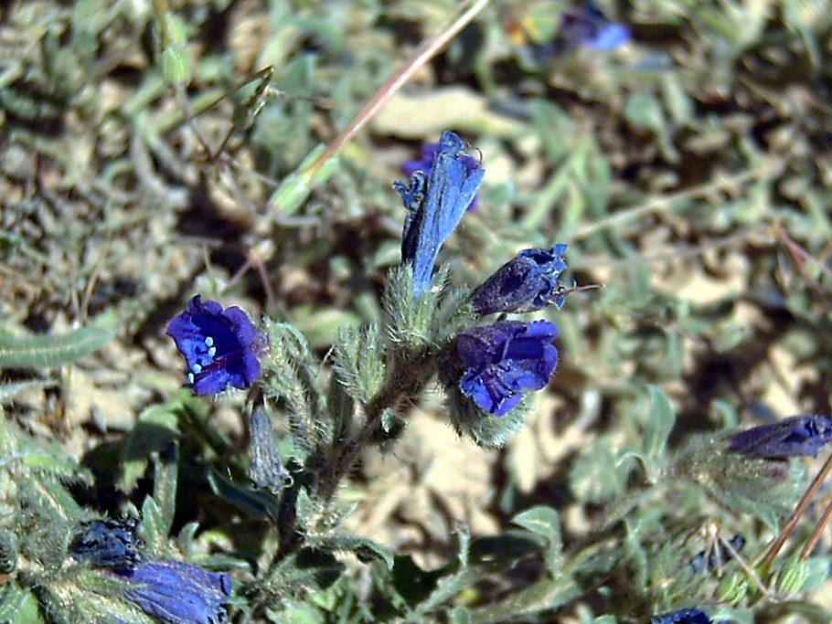 Echium sabulicola Pomel