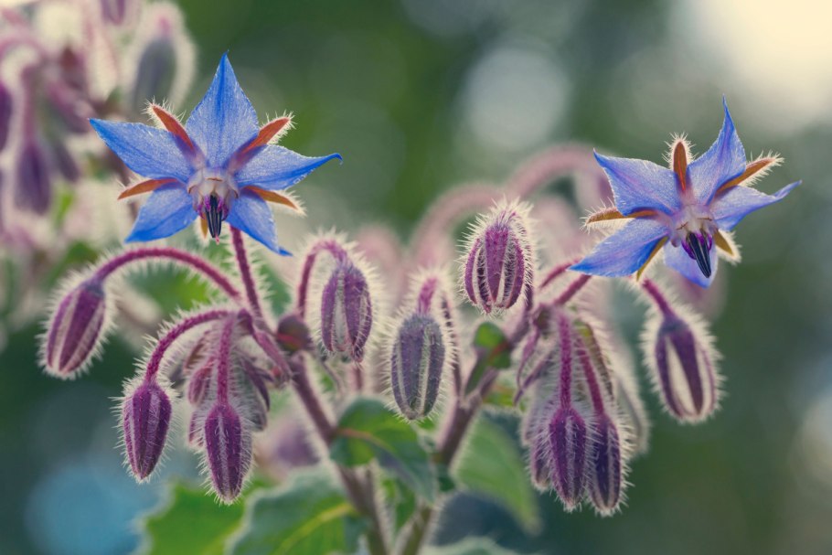 Borago officinalis