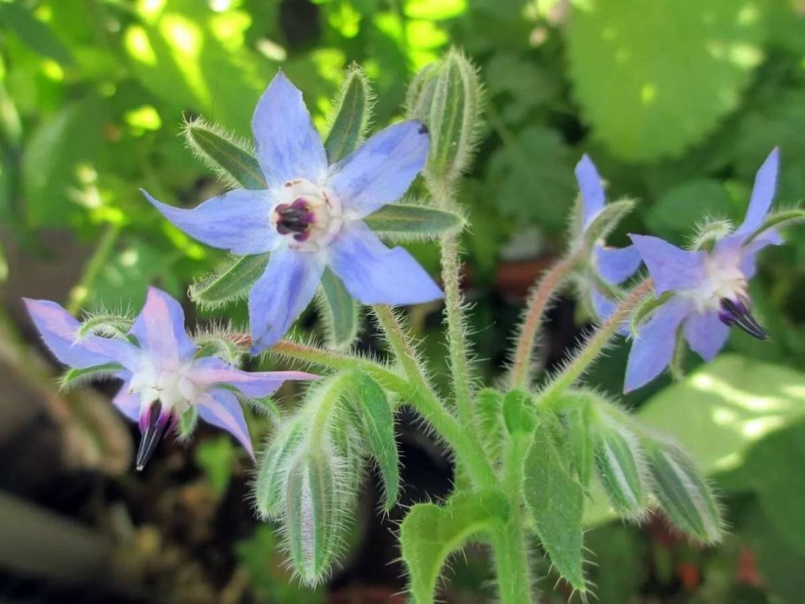 Borage(огуречная трава)