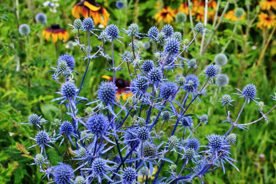 Синеголовник (Eryngium)