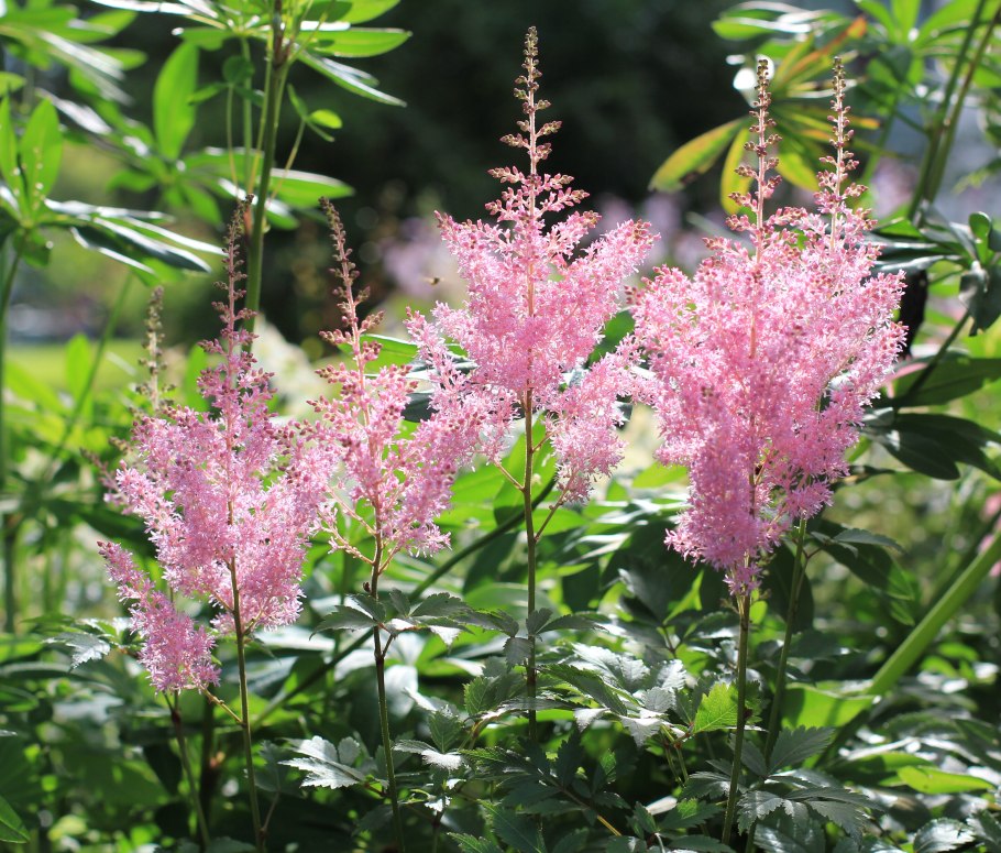 Хоста подорожниковая грандифлора