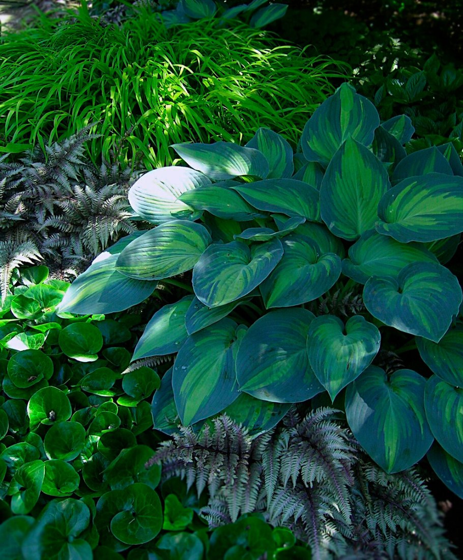 Хоста низкорослая бордюрная