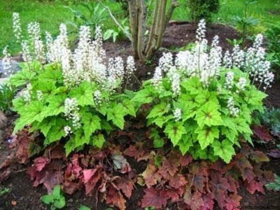 Тиарелла сердцелистная