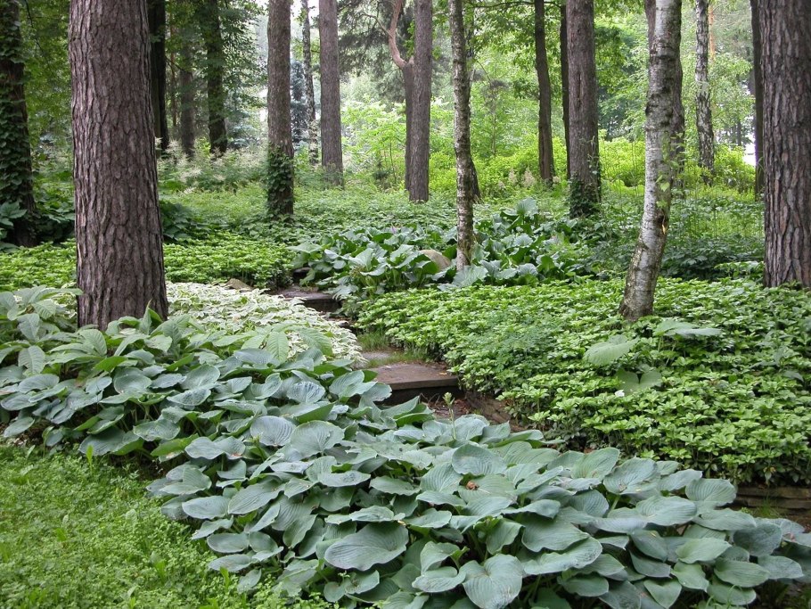 Копытень почвопокровный