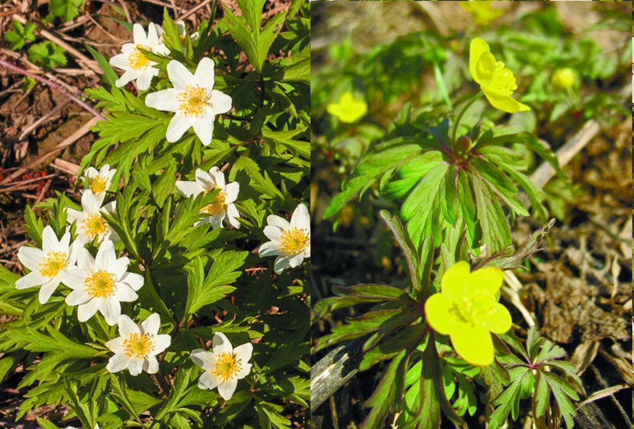 Ветреница Дубравная Подснежник