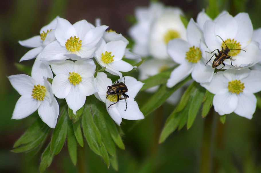 Фотоконкурс цветы