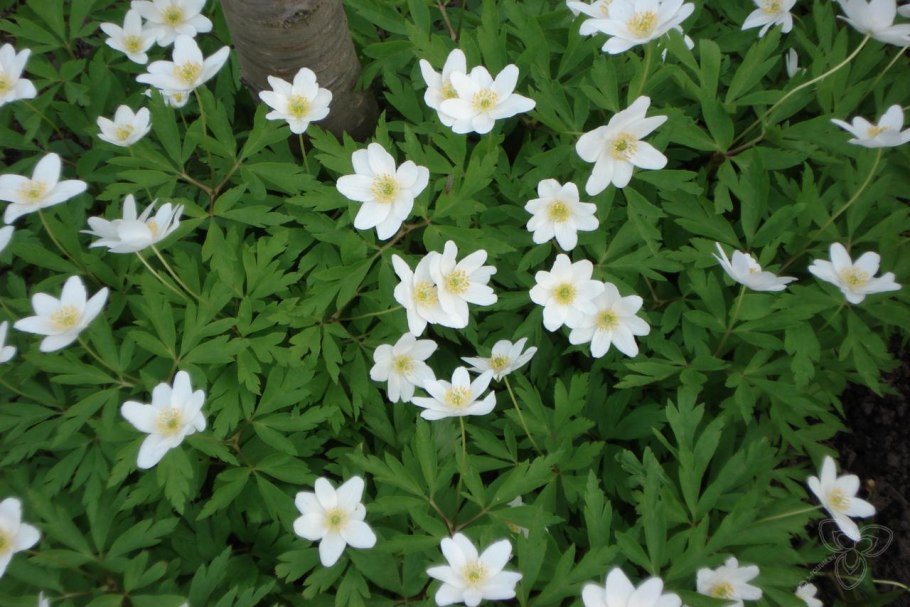 Ветреница японская Кёнинг Шарлот