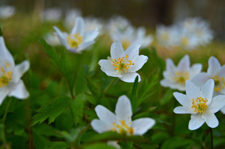 Ветреница Альпийская