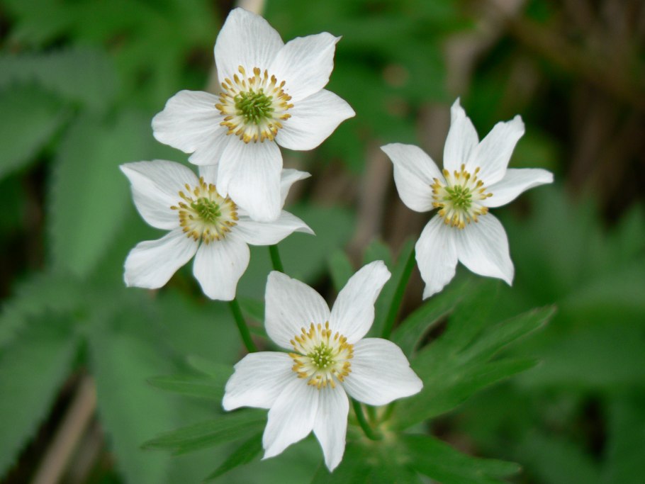 Ветреница Уральская