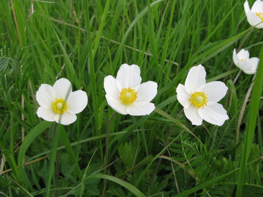 Ветреница Лесная - Anemone Sylvestris l.