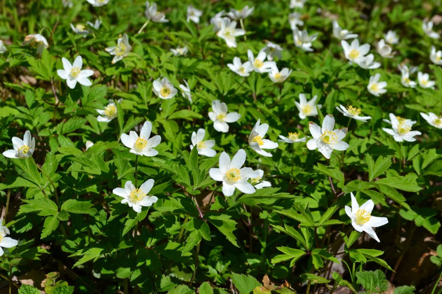 Первоцветы ветреница