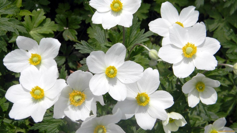 Ветреница цветок