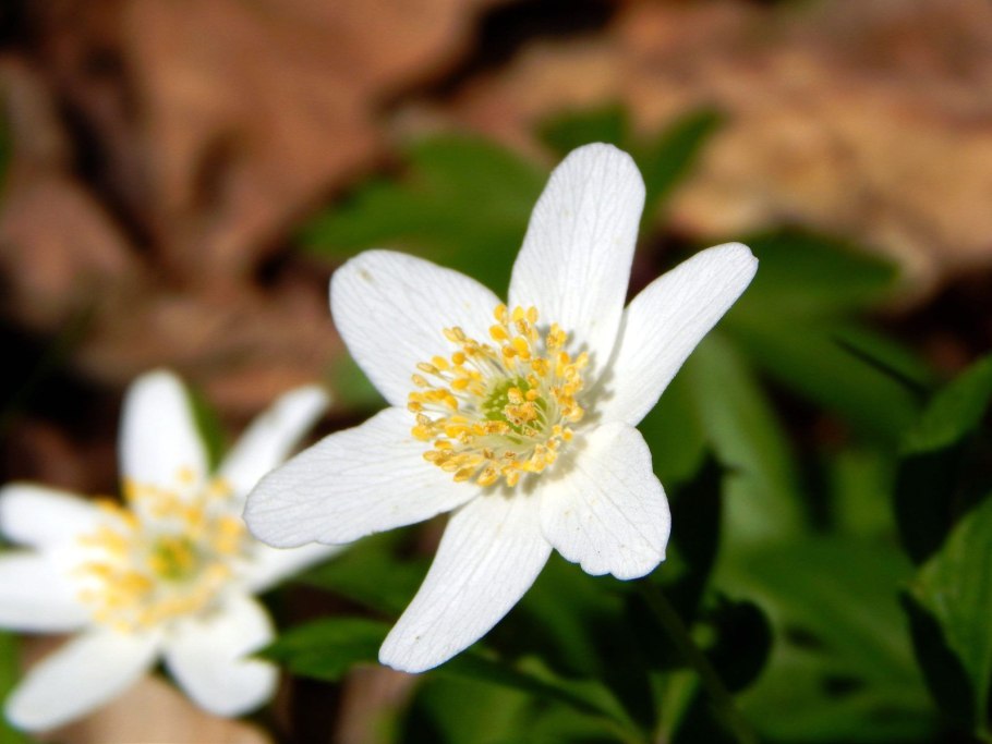 A. nemorosa (ветреница Дубравная