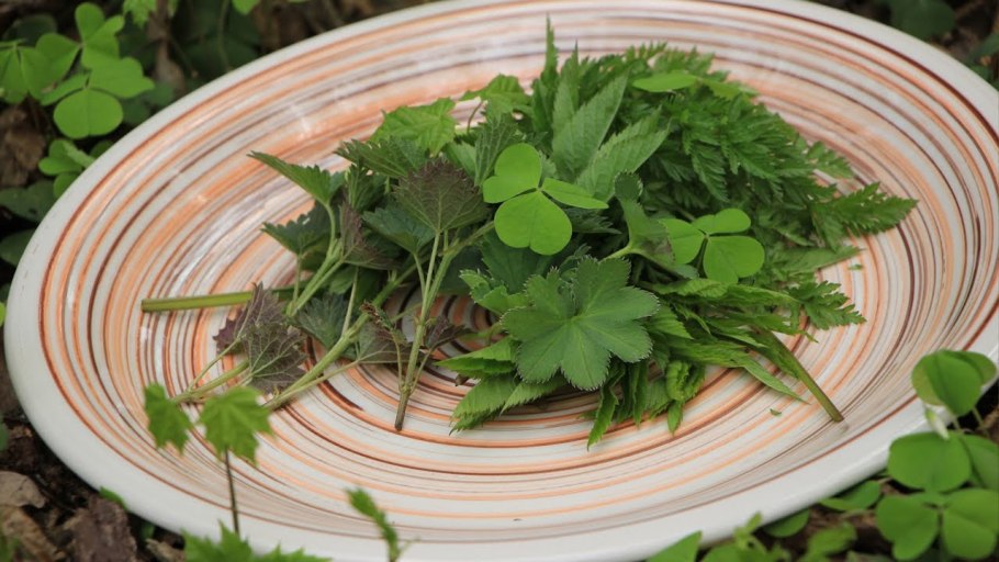 Трава съедобная зелень