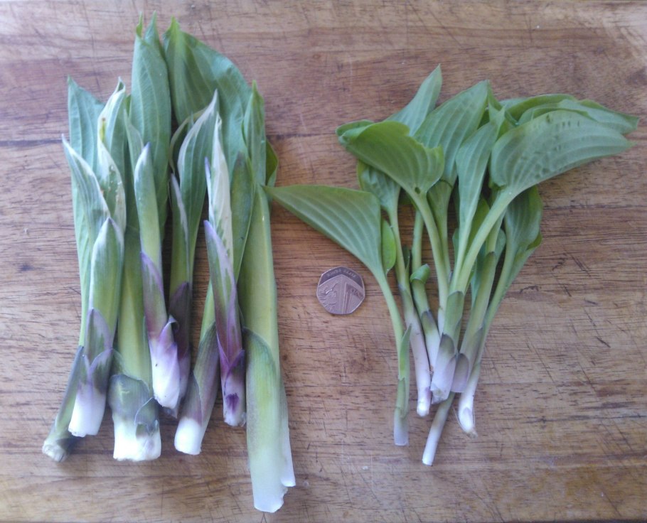 Съедобная зелень