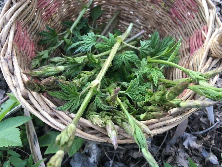 Келлер. Дикие съедобные растения.