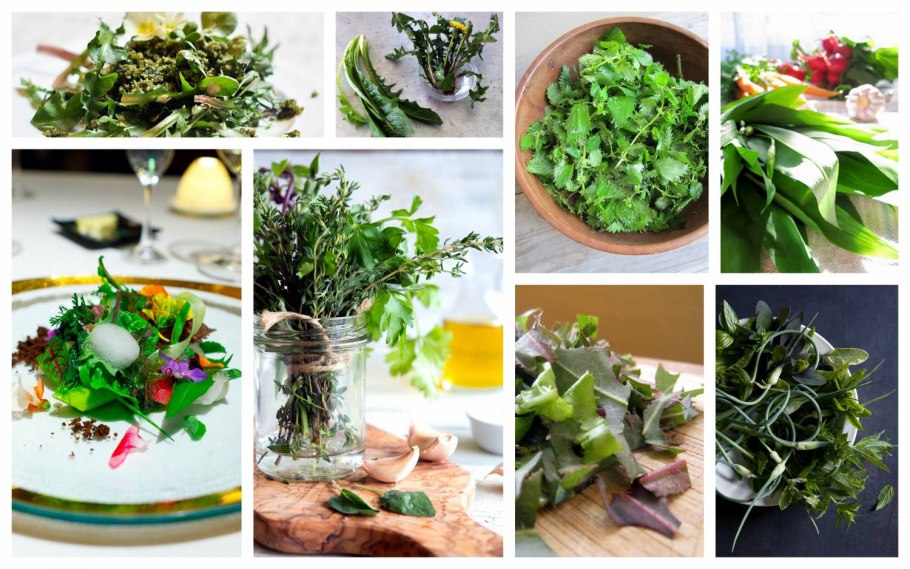 Виды салатов листовых