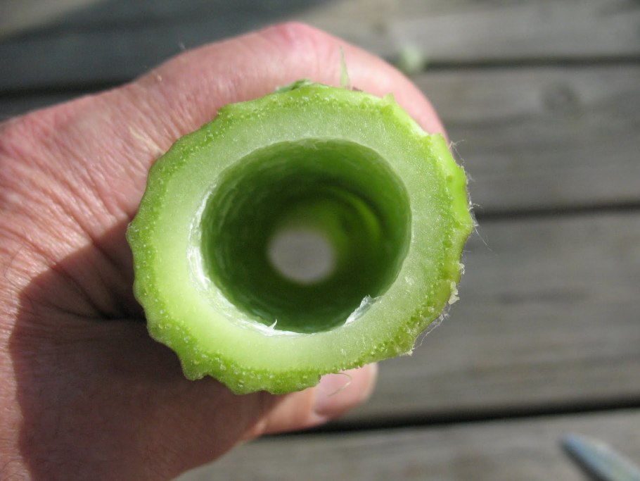 Трава которую едят люди летом