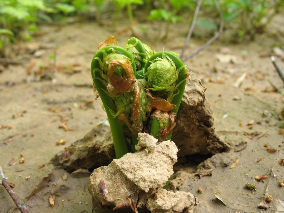 Цветок со съедобными листьями