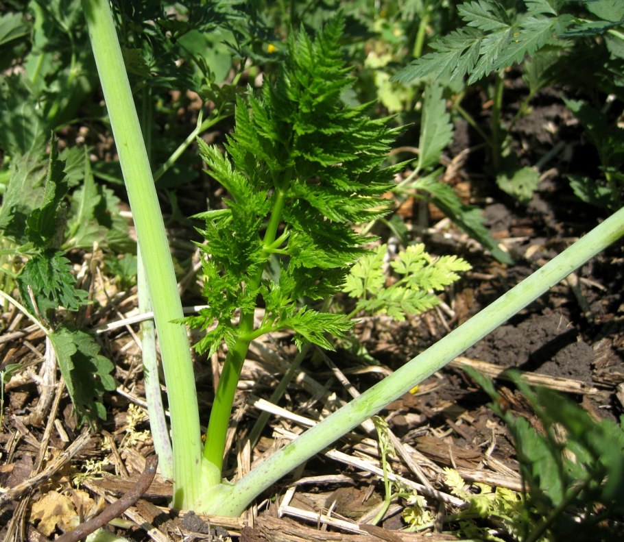 Болиголов пятнистый стебель