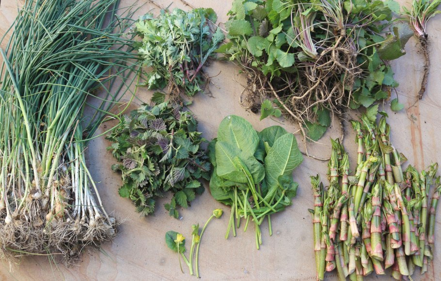 Зеленое растение съедобное