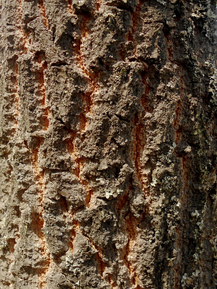 Камелот кирпич Кирово-Чепецкий