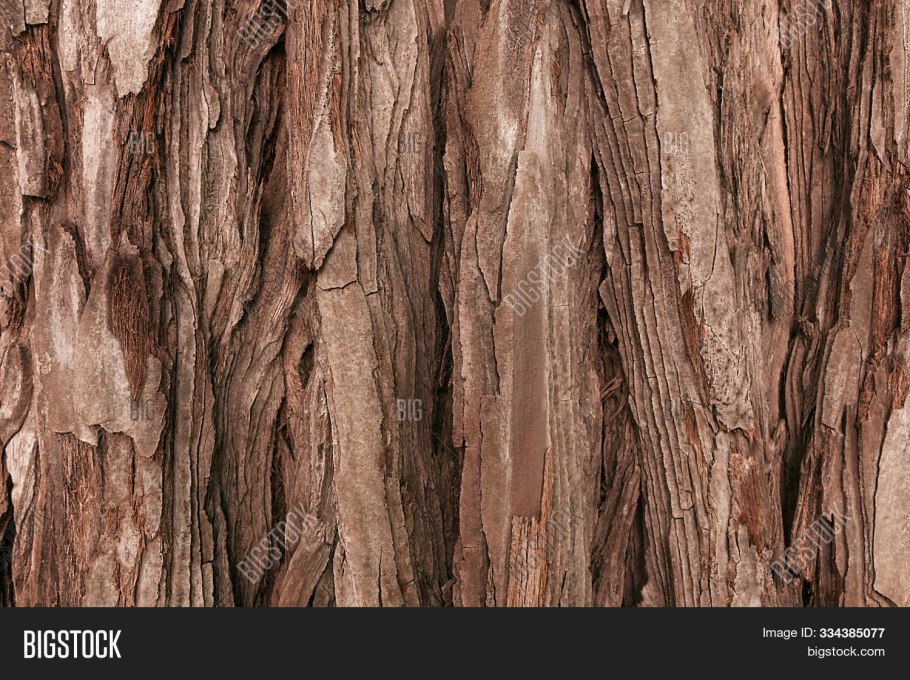 Carya tomentosa кора