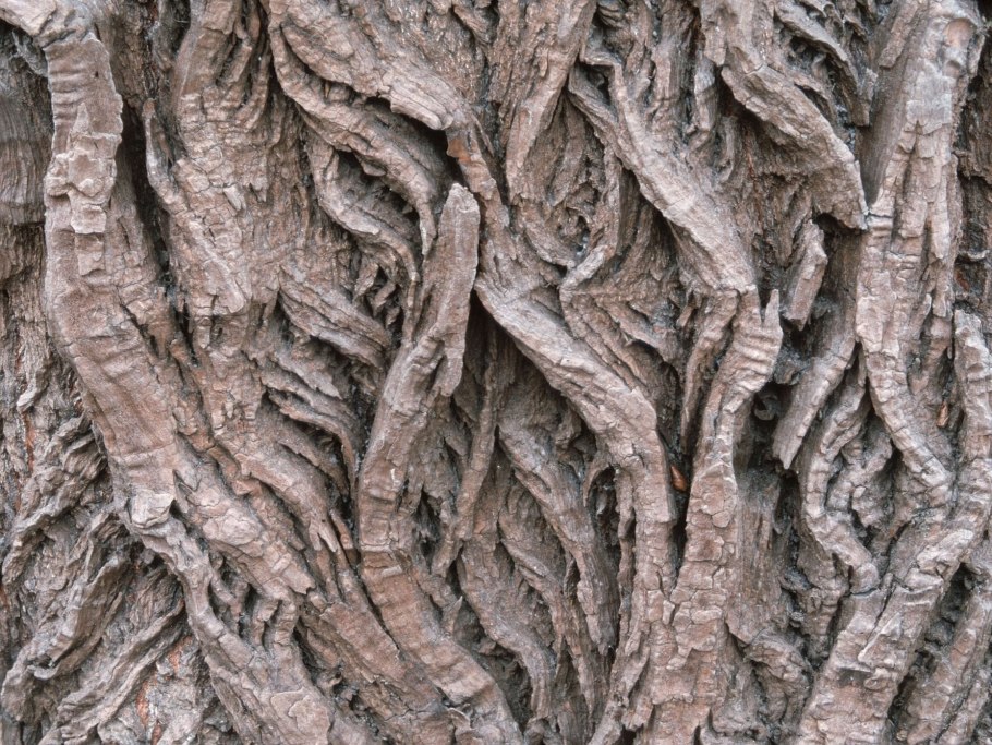 Кора дерева паттерн