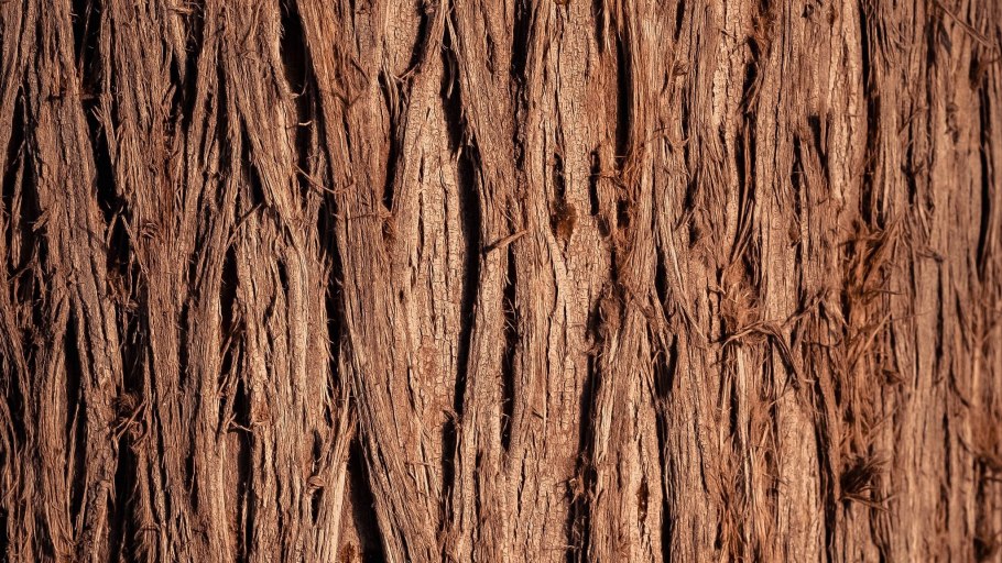 Одревеснелые шарики на коре