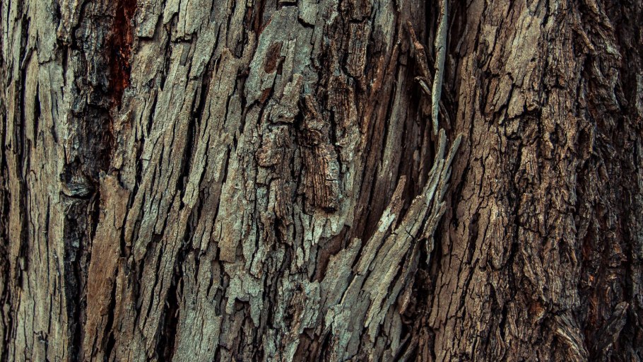 Кора дерева на прозрачном фоне