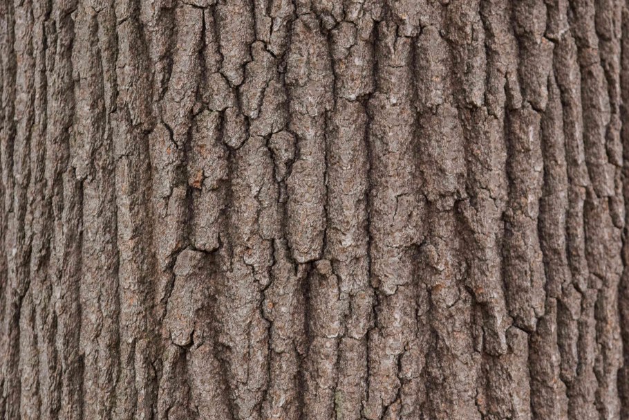 Кусок дерева