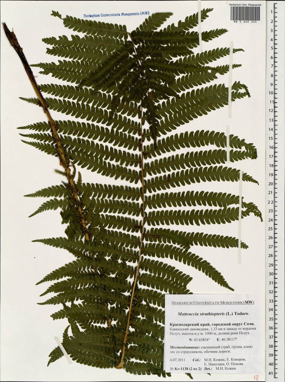 Плоды папоротника страусник