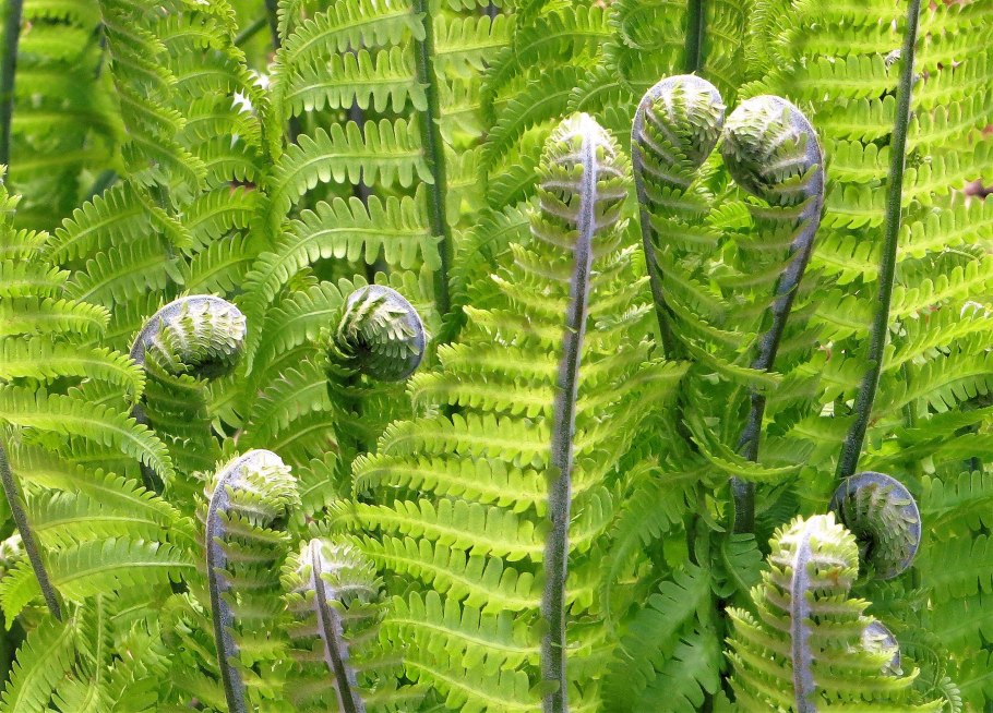 Орляк обыкновенный и страусник