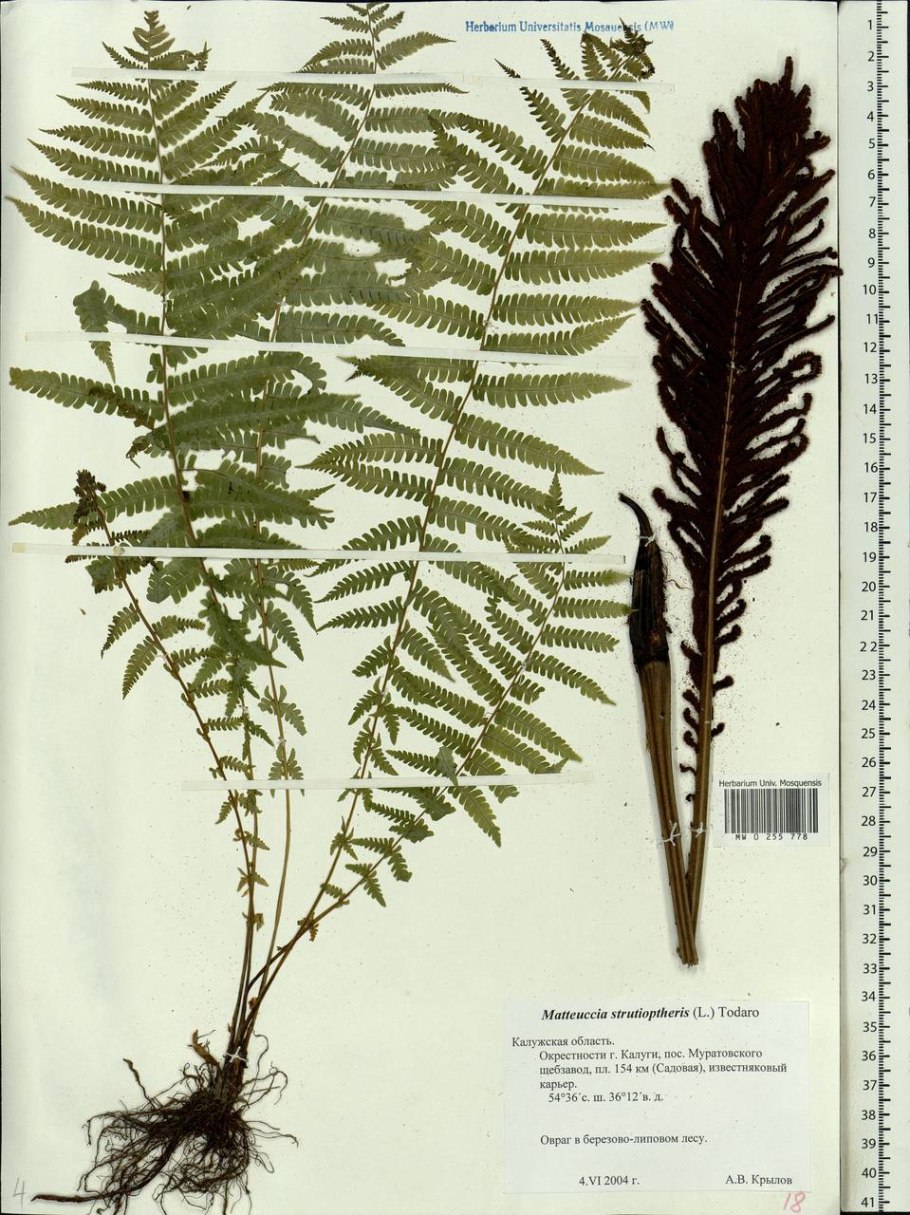 Matteuccia struthiopteris